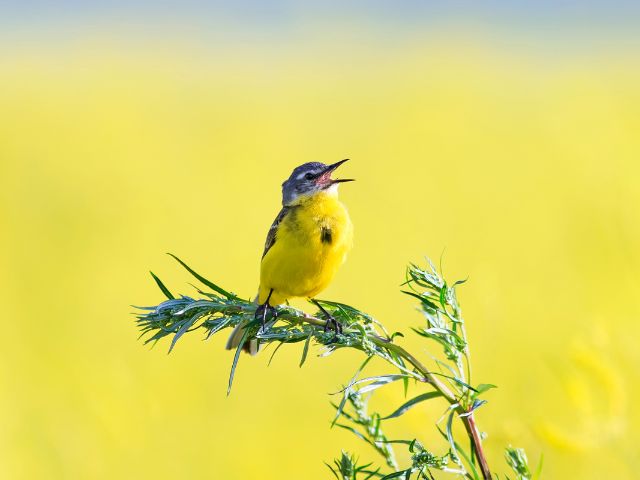 喉がつまりを感じる人へのヒント～話すときは歌うように。
