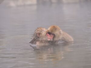 猿と温泉