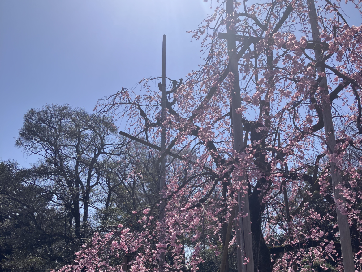 声で内なる自然につながる ― 「春の大地と歌う」開催報告