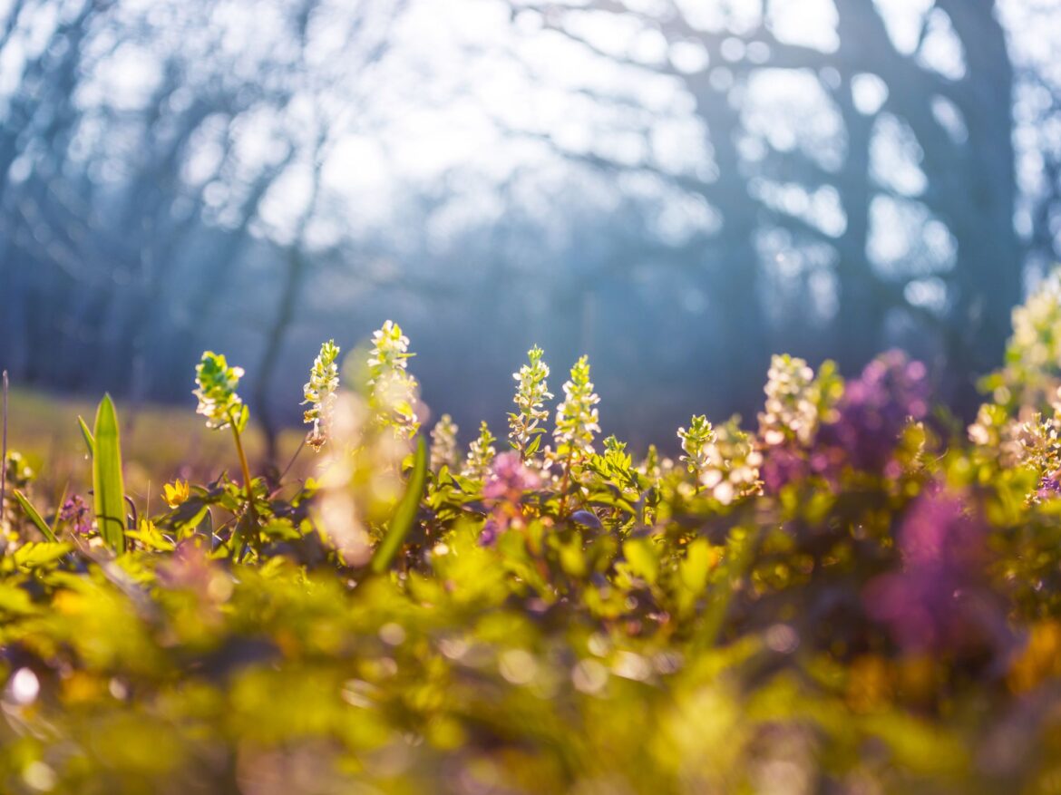 風の時代の私の歌１―春の大地と歌う